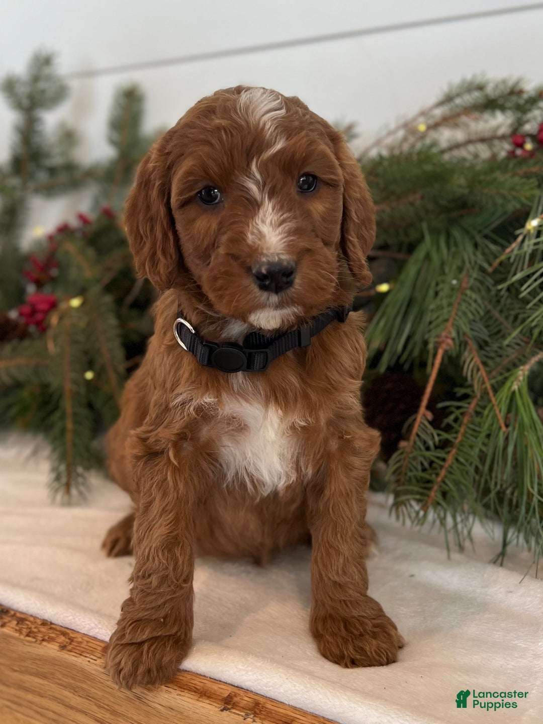 Irish Doodle dogs for sale: Holly - Ad 12