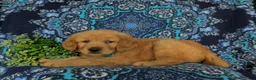 Golden Retriever dogs for sale: Roscoe - Ad 5
