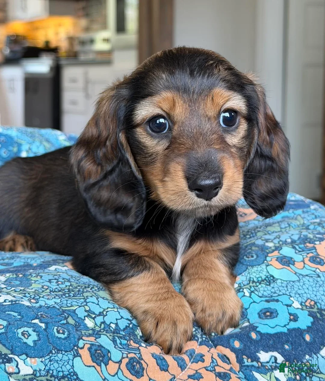 Miniature Dachshund dogs for sale: Miniature Dachshund Puppy 6 - Ad 2