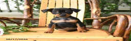 Miniature Pinscher dogs for sale: Tulip - Ad 4