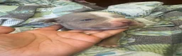 American Bully dogs for sale: American Bully 3 - Ad 1