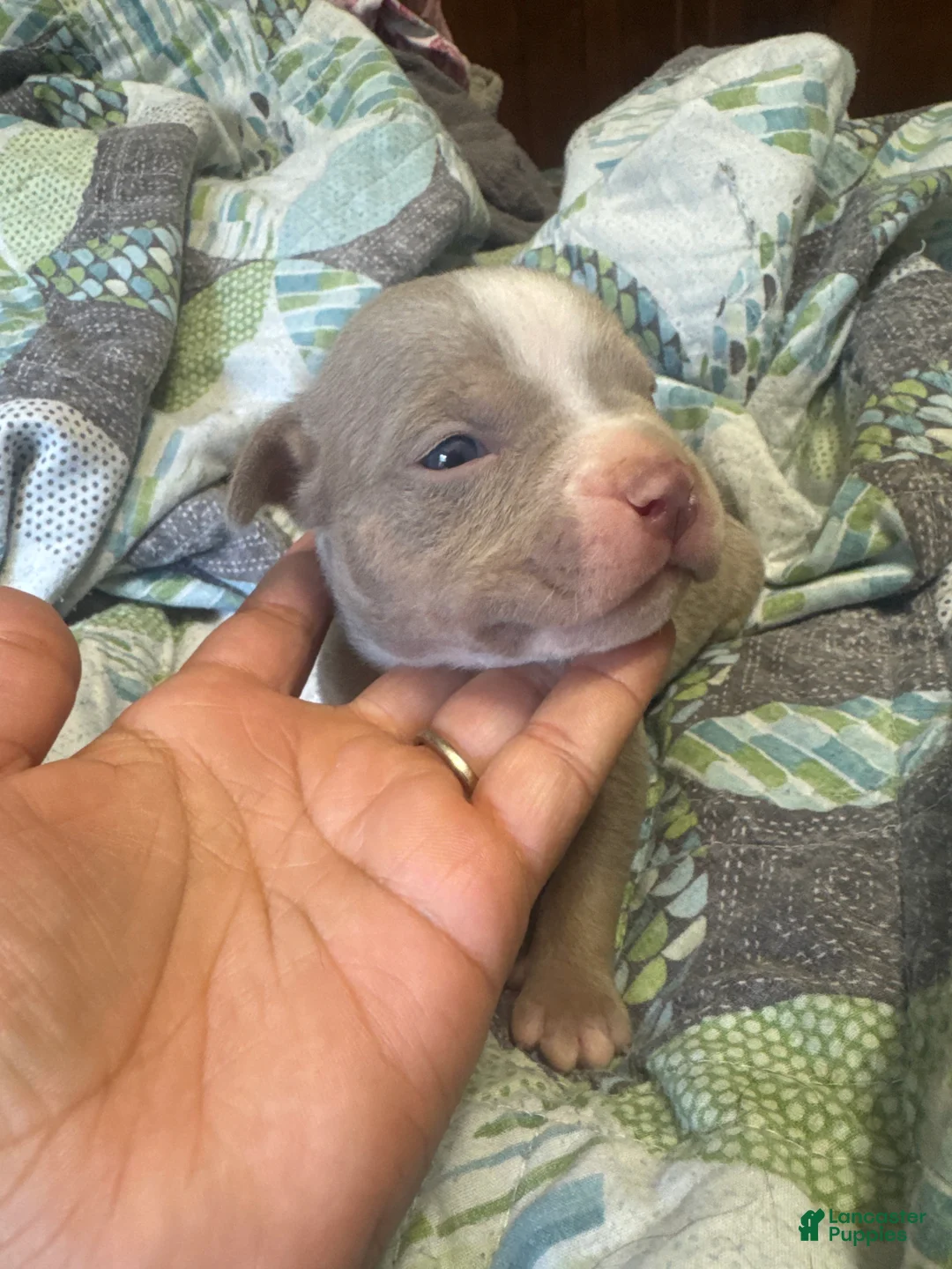 American Bully dogs for sale: American Bully 3 - Ad 1