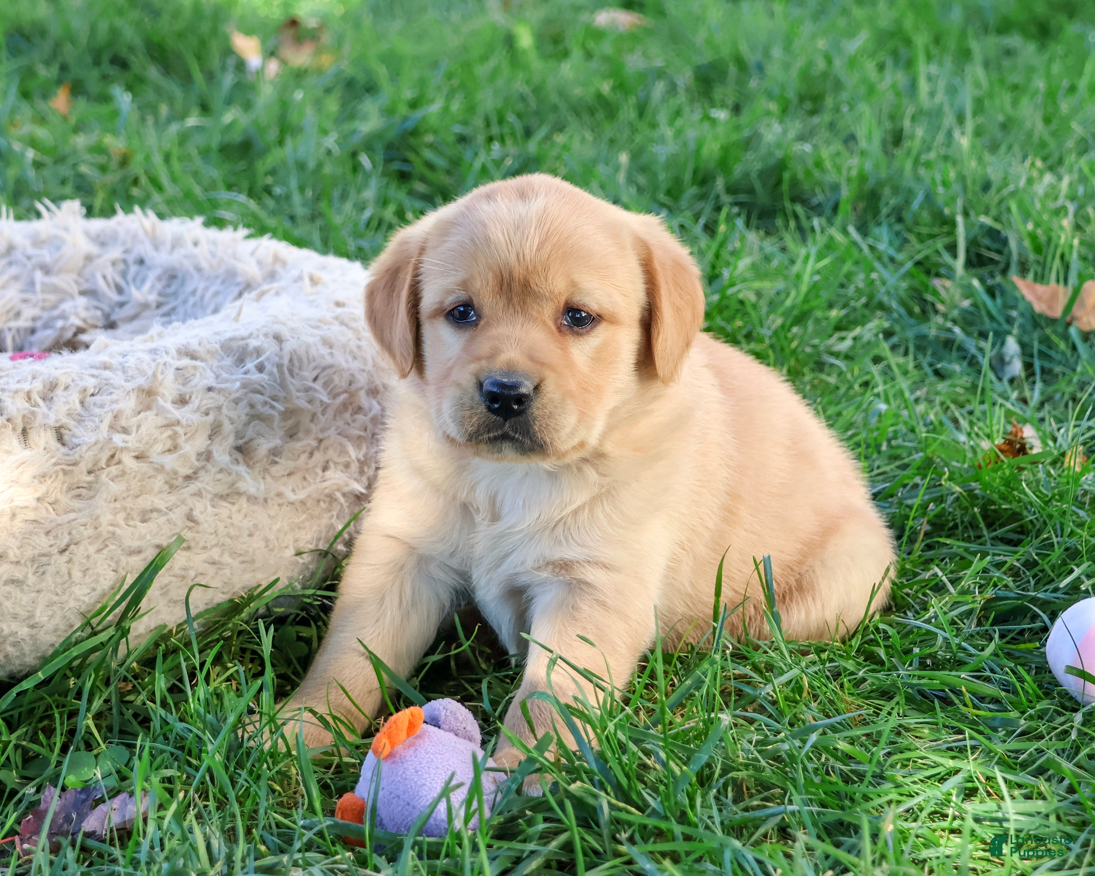 Goldador dogs for sale: Bridget - Ad 3