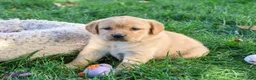 Goldador dogs for sale: Bridget - Ad 1