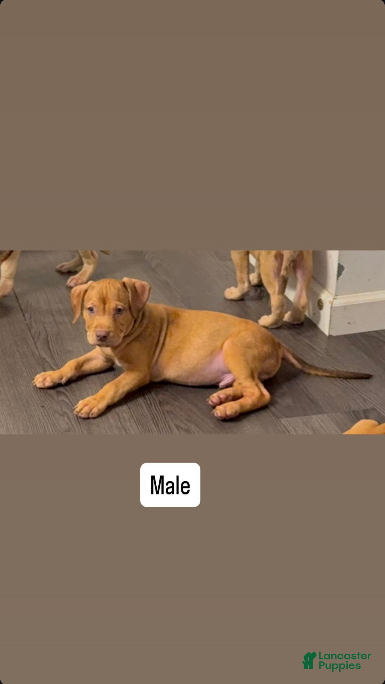 American Pit Bull Terrier dogs American Pit Bull Terrier 2 - Ad 19
