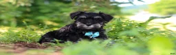 Miniature Schnauzer dogs for sale: Hunter - Ad 8