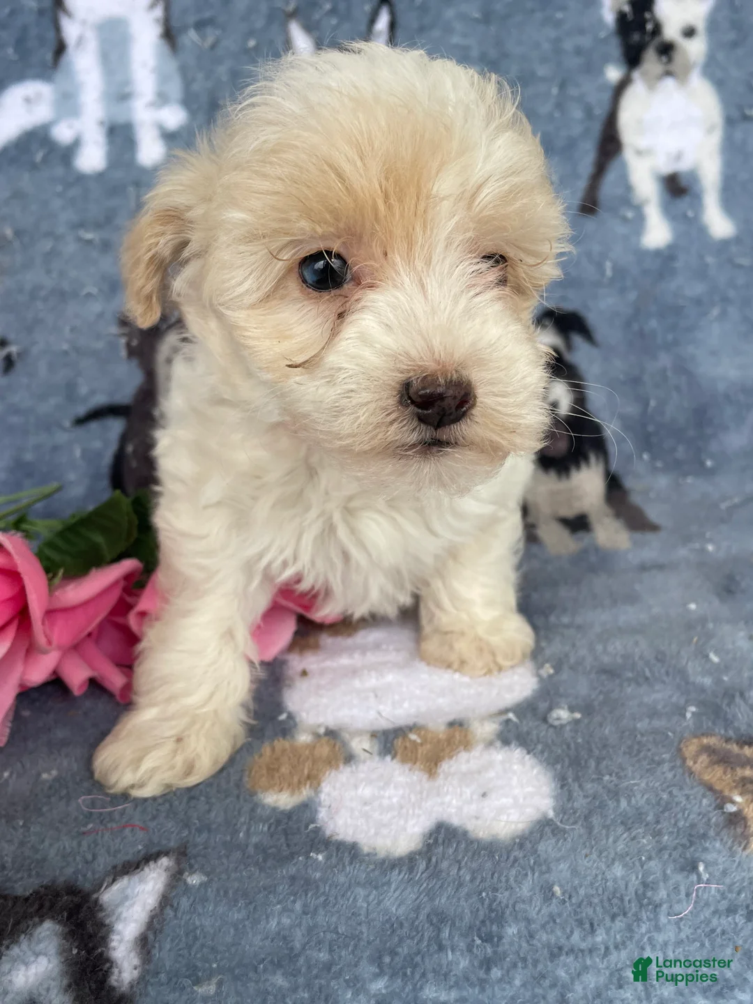 Toy Poodle dogs for sale: Ophelia - Ad 4