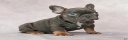 French Bulldog dogs for sale: Misty - Ad 3