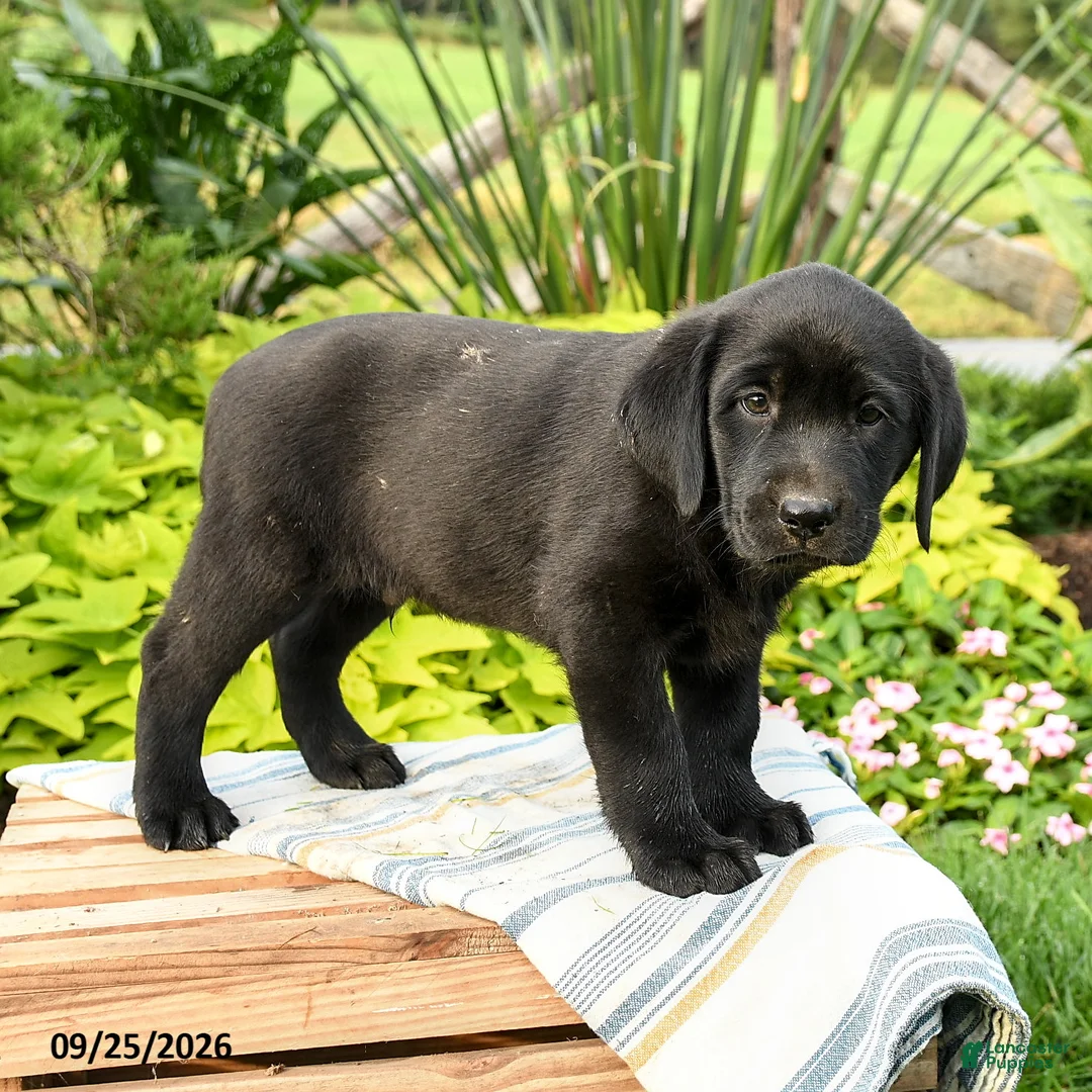 Labrador Retriever dogs for sale: Lucas - Ad 2