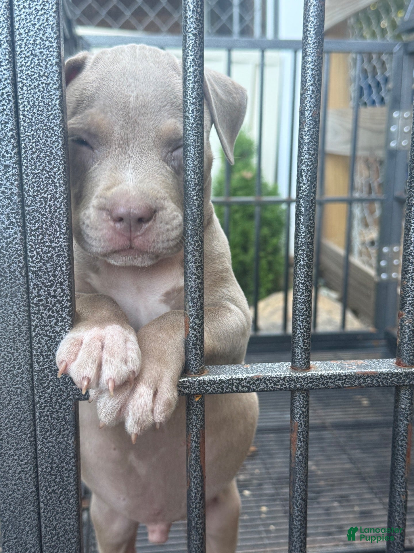 American Bully dogs American Bully 1 - Ad 35