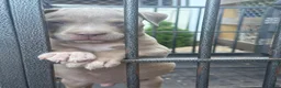 American Bully dogs for sale: American Bully 1 - Ad 1
