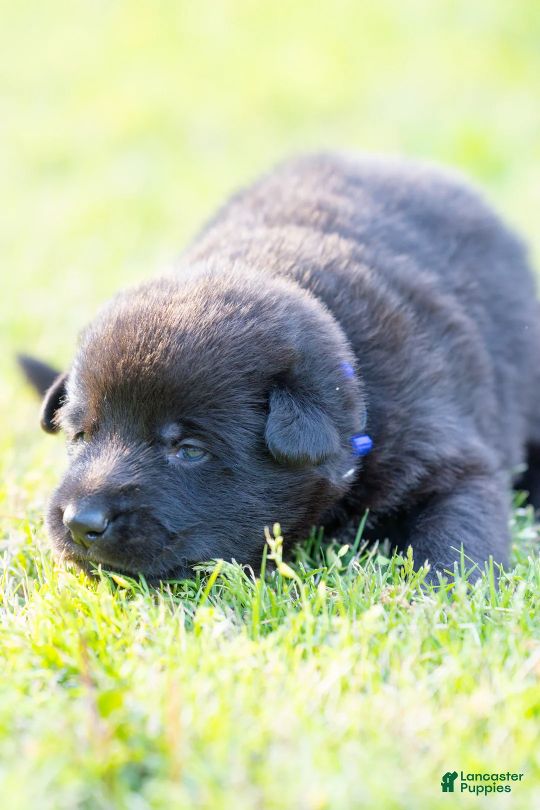 German Shepherd dogs for sale: German Shepherd Puppy 6 - Ad 1