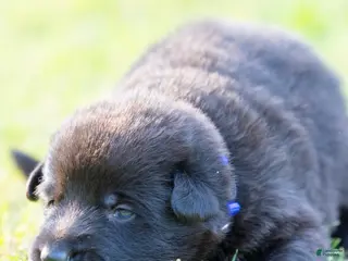 German Shepherd dogs German Shepherd Puppy 6 - Ad 21