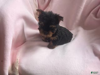Yorkshire Terrier dogs Sally Sue - Ad 1