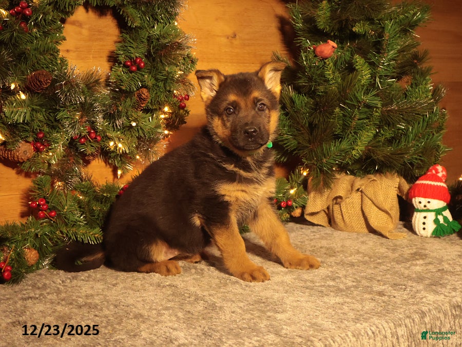 German Shepherd dogs Mistletoe - Ad 33