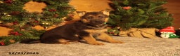 German Shepherd dogs for sale: Mistletoe - Ad 1