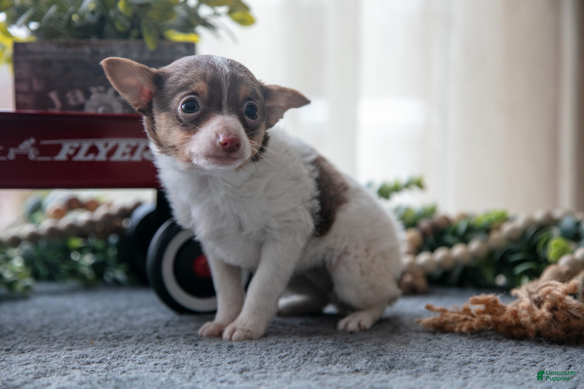 Toy Fox Terrier dogs Oliver - Ad 1