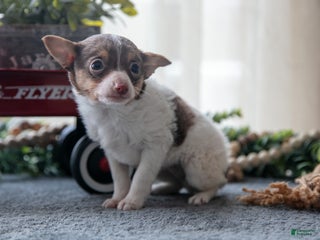 Toy Fox Terrier dogs Oliver - Ad 1