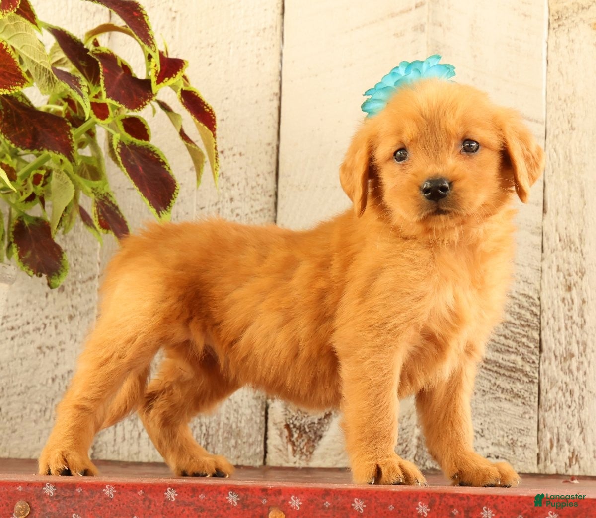 Golden Retriever dogs Nellie - Ad 2