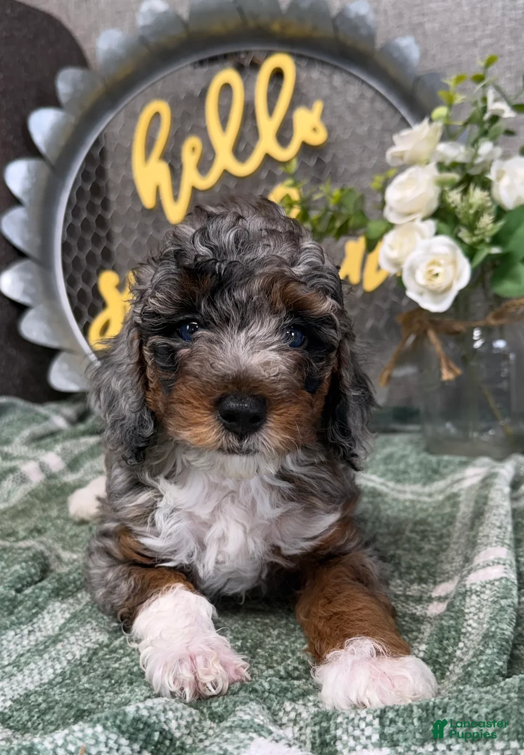 Miniature Poodle dogs for sale: Saphire - Ad 2