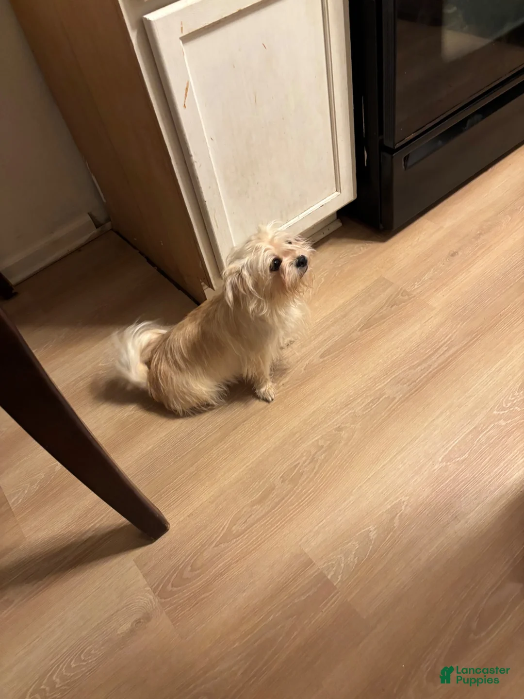 Shorkie dogs for sale: Shorkie 2 - Ad 3
