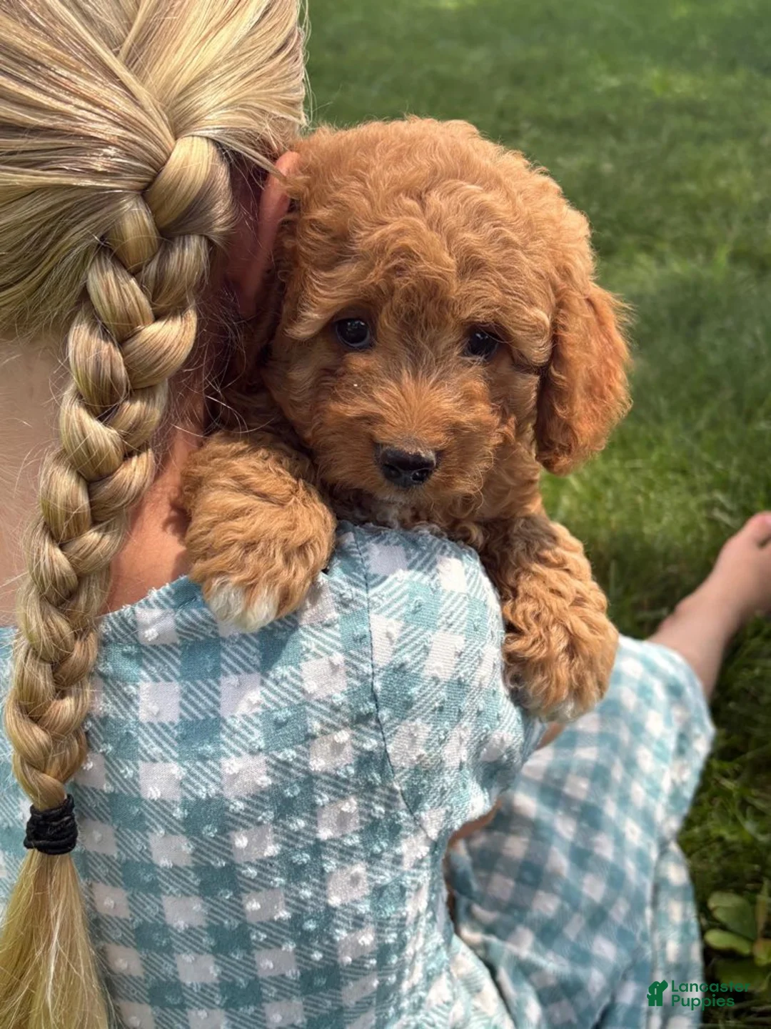 Cavapoo dogs for sale: Rose - Ad 4