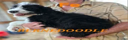 Bernedoodle dogs for sale: Bernedoodle  - Ad 8