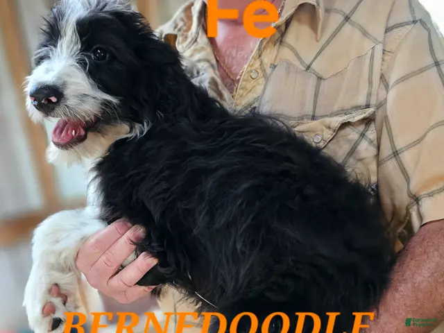 Bernedoodle dogs for sale: Bernedoodle - Ad 2