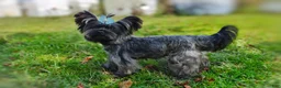 Yorkshire Terrier dogs for sale: Rare Silver Brindle Mithril  - Ad 6