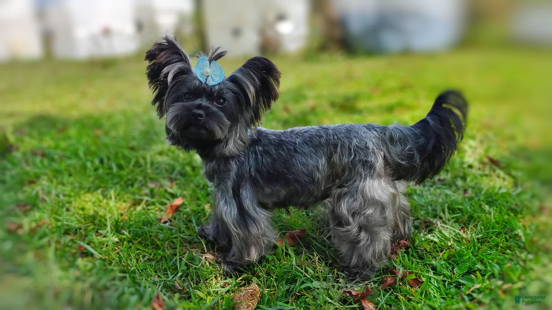 Yorkshire Terrier dogs for sale: Rare Silver Brindle Mithril  - Ad 6