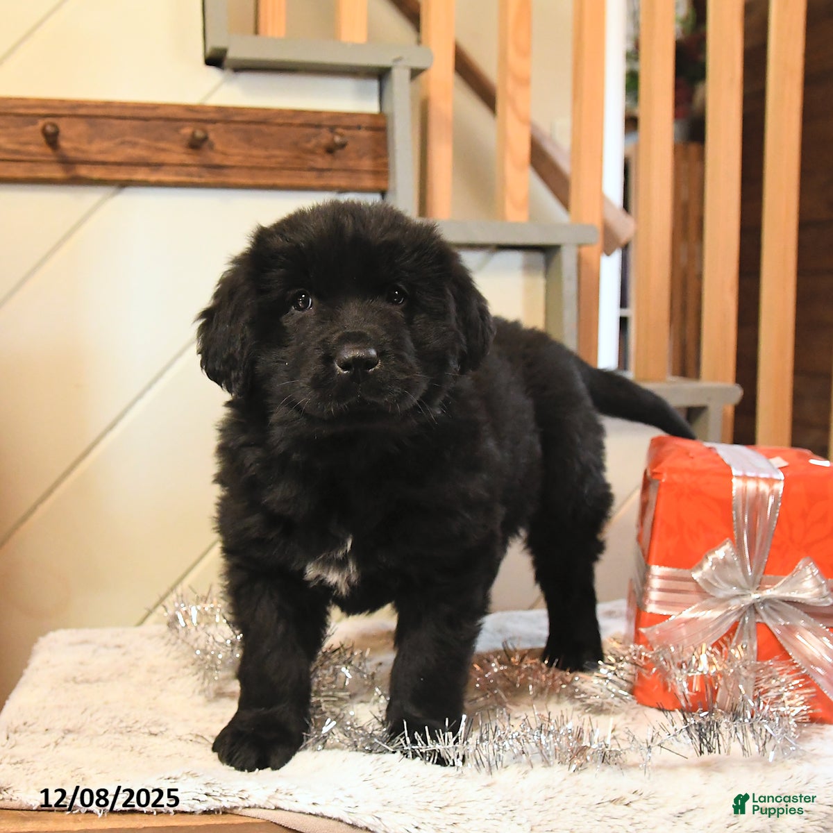 Newfoundland dogs Belle - Ad 1