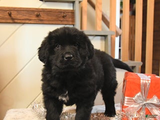 Newfoundland dogs Belle - Ad 2