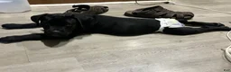 Cane Corso dogs for sale: ZAY AKC Registered, and Champion Bloodlines. - Ad 4