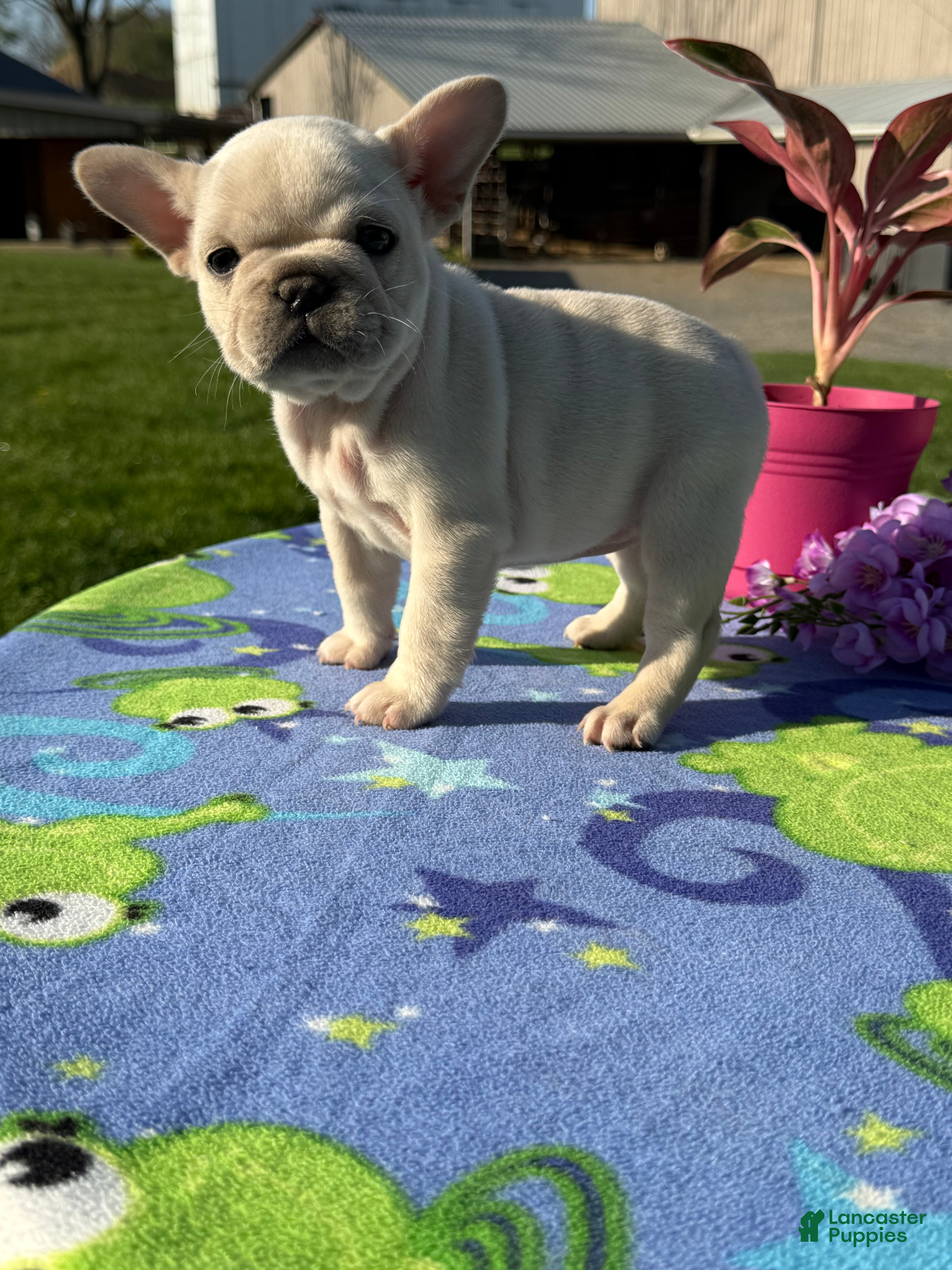 French Bulldog dogs Flora - Ad 1
