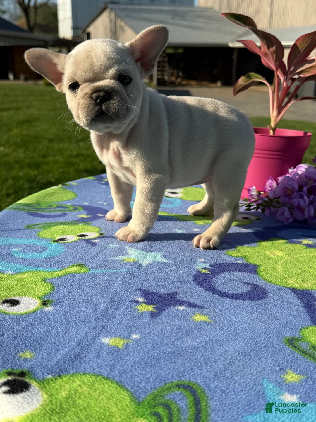 French Bulldog dogs for sale: Flora - Ad 1