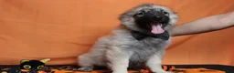 Keeshond dogs for sale: Conner  - Ad 4