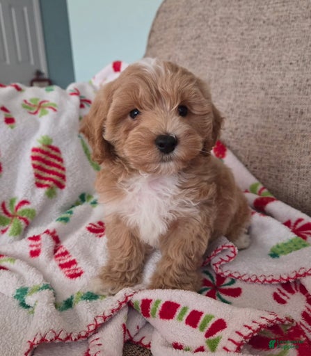 Gallery Image {{count}}