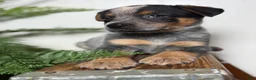 Australian Cattle Dog dogs for sale: Sage - Ad 5