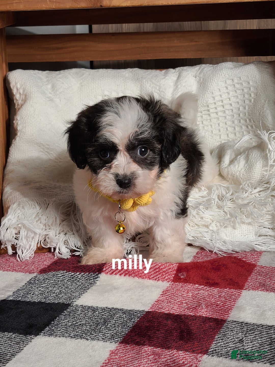 Teddy Bear dogs for sale: Milly - Ad 4