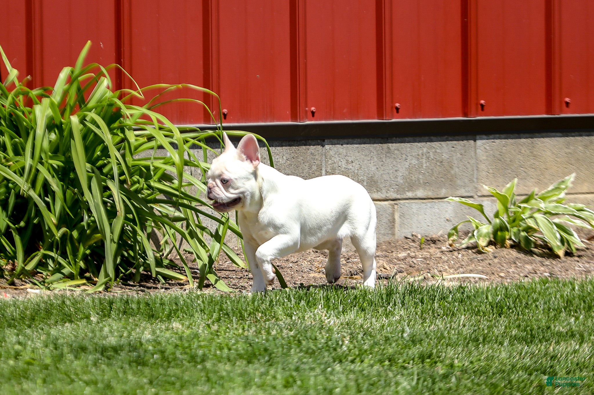 French Bulldog dogs for sale: Dora - Ad 9