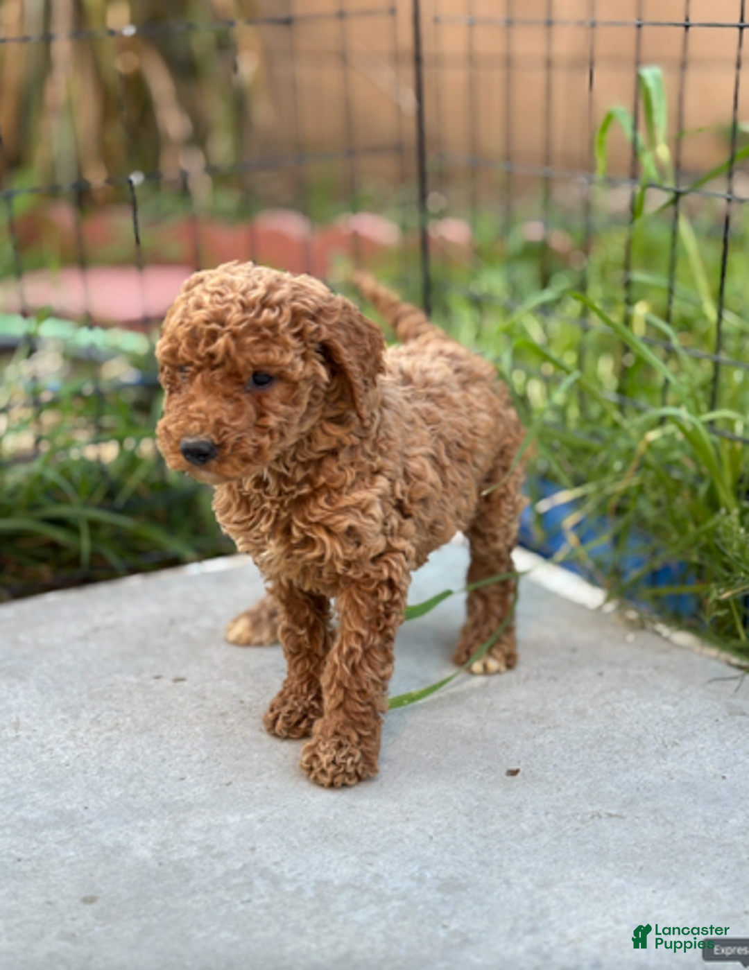 Standard Poodle dogs for sale: Bella - Ad 3
