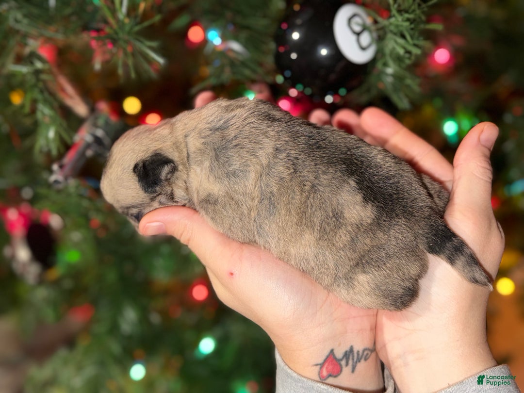 Pug dogs for sale: Piper  - Ad 2