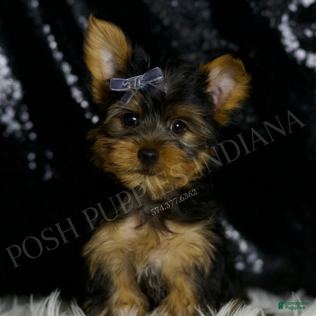 Yorkshire Terrier dogs for sale: Mack - Ad 1