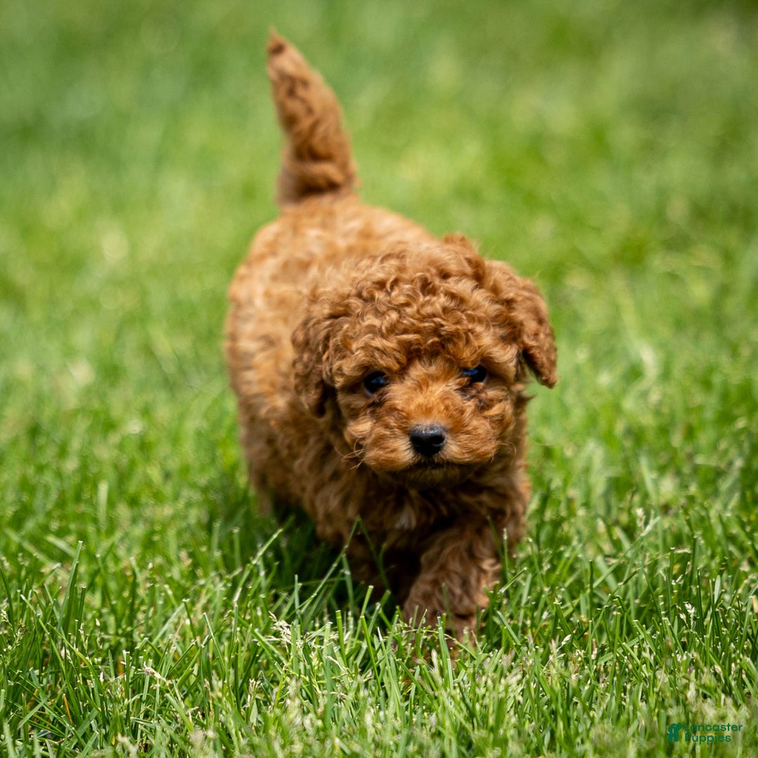 Toy Poodle dogs for sale: Maple Rose - Ad 13