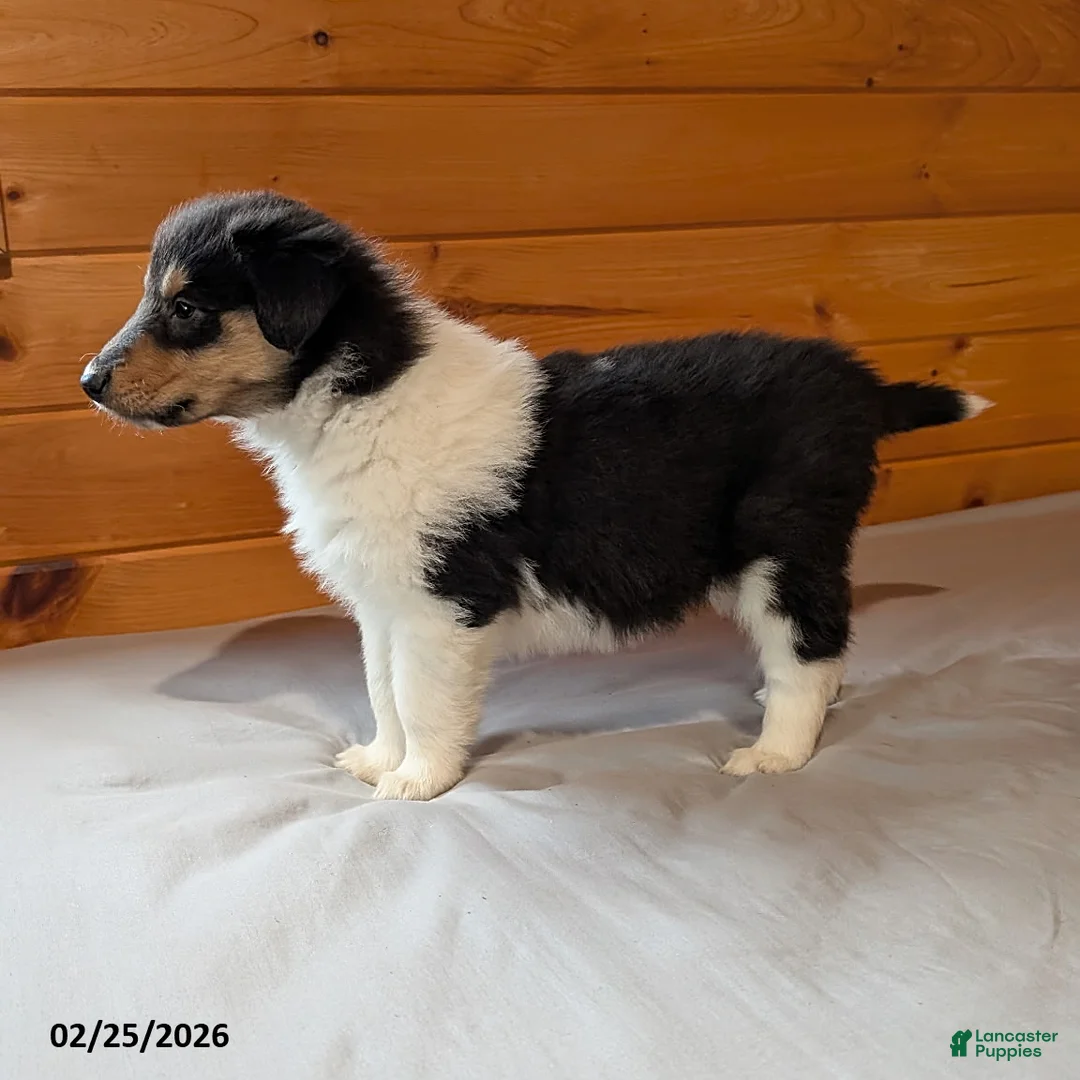 Collie dogs for sale: Rascal - Ad 2