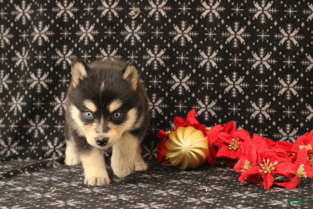 Pomsky dogs for sale: Victoria - Ad 2