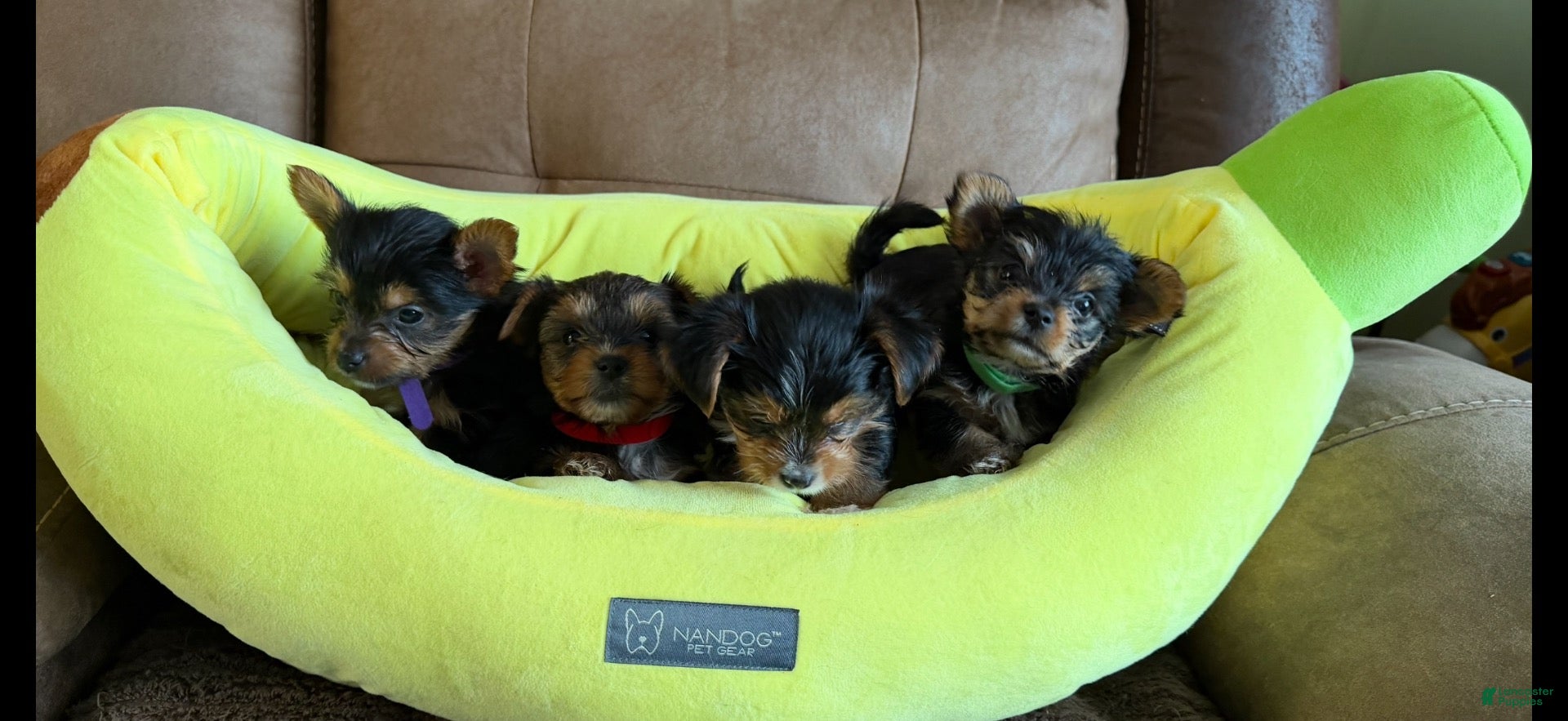 Yorkshire Terrier dogs Yorkshire Terrier 4 Boys  - Ad 1