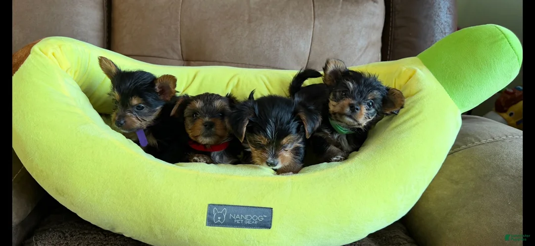 Yorkshire Terrier dogs for sale: Yorkshire Terrier 4 Boys  - Ad 1