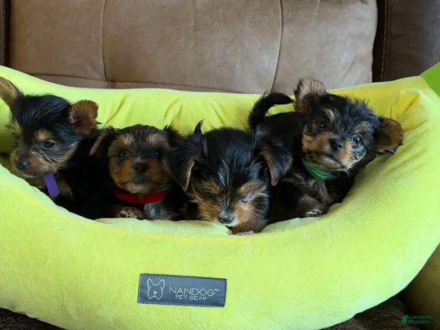 Yorkshire Terrier dogs for sale: Yorkshire Terrier 4 Boys - Ad 1