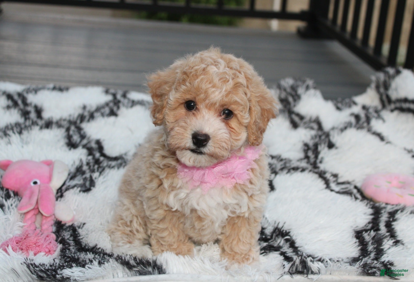 Bichpoo dogs Bichpoo 1Abby - Ad 1